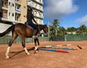 Premadasa Riding School - Nugegoda